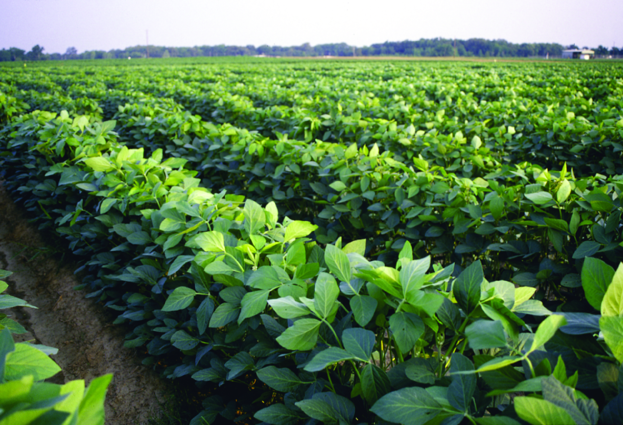 LSU AgCenter rice, soybean tour set for July 9 in St. Joseph 